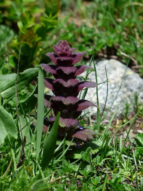 Lean BioMe