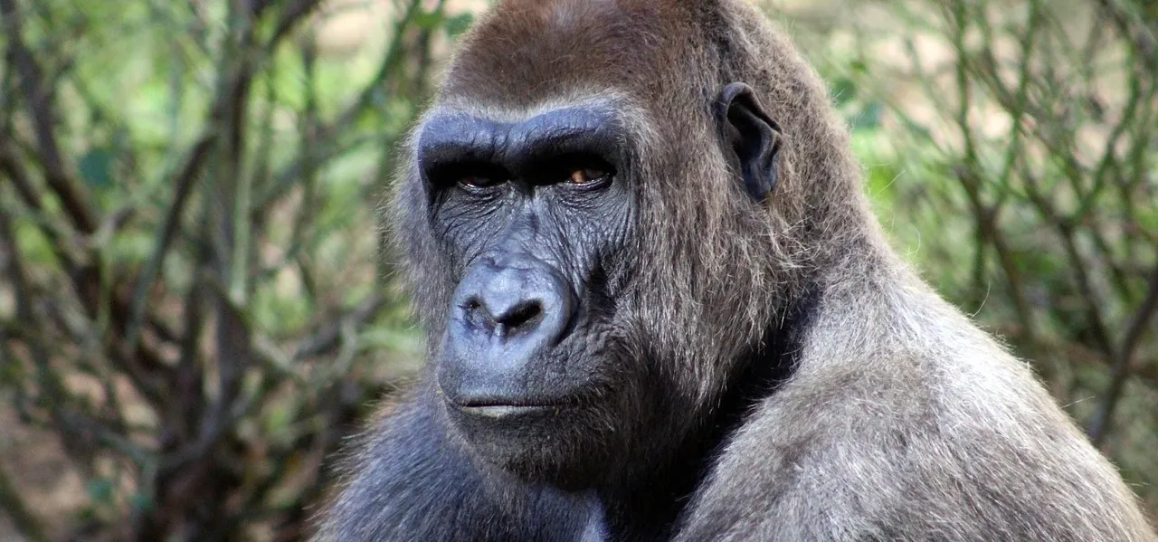 Content Gorilla AI