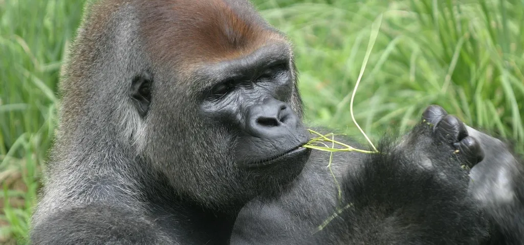 Content Gorilla AI software image