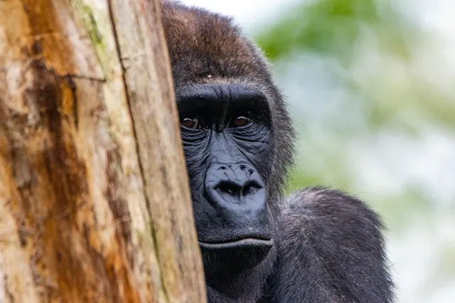 Content Gorilla AI Commercial pic