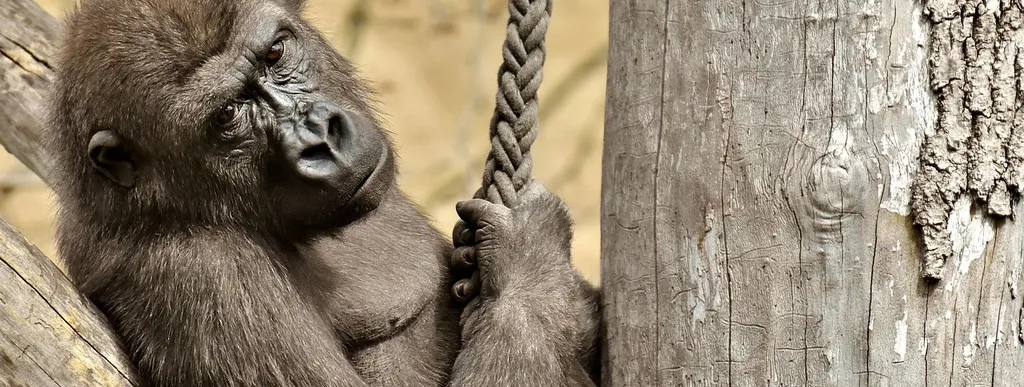 Content Gorilla AI Creator
