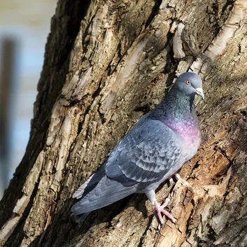Pigeon Rice Cooker
