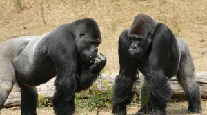 Content Gorilla AI Commercial pic